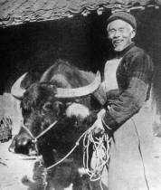 江苏省常熟县大义乡农民顾毛根在土地改革中分到一头大水牛。1950年12月16日，新华社讯，华东土地改革进入新阶段。