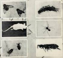 美机撒布下来的传播细菌的昆虫和老鼠标本
