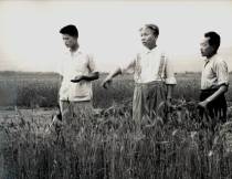 1954年初夏刘少奇在北京郊区了解小麦生长情况