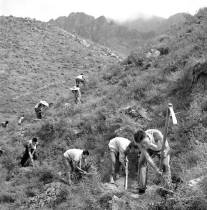 60年代北京农业大学的师生在北京南口附近的山上挖坑植树