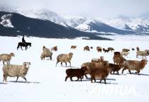 2009年5月新疆哈密地区突降雨雪，牧民在银装素裹的草原上放牧